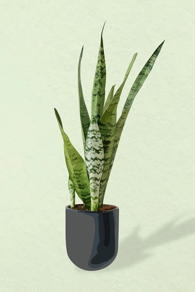 Plant vector image, snake plant potted home interior decoration