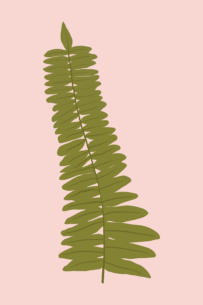 Fern leaf vector plant botanical illustration