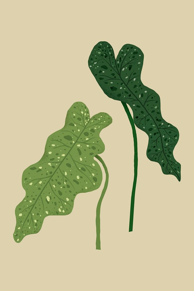 Philodendron leaf vector plant botanical illustration
