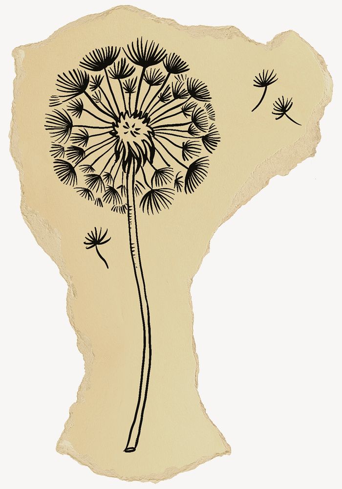 Dandelion flower illustration, ripped paper collage element