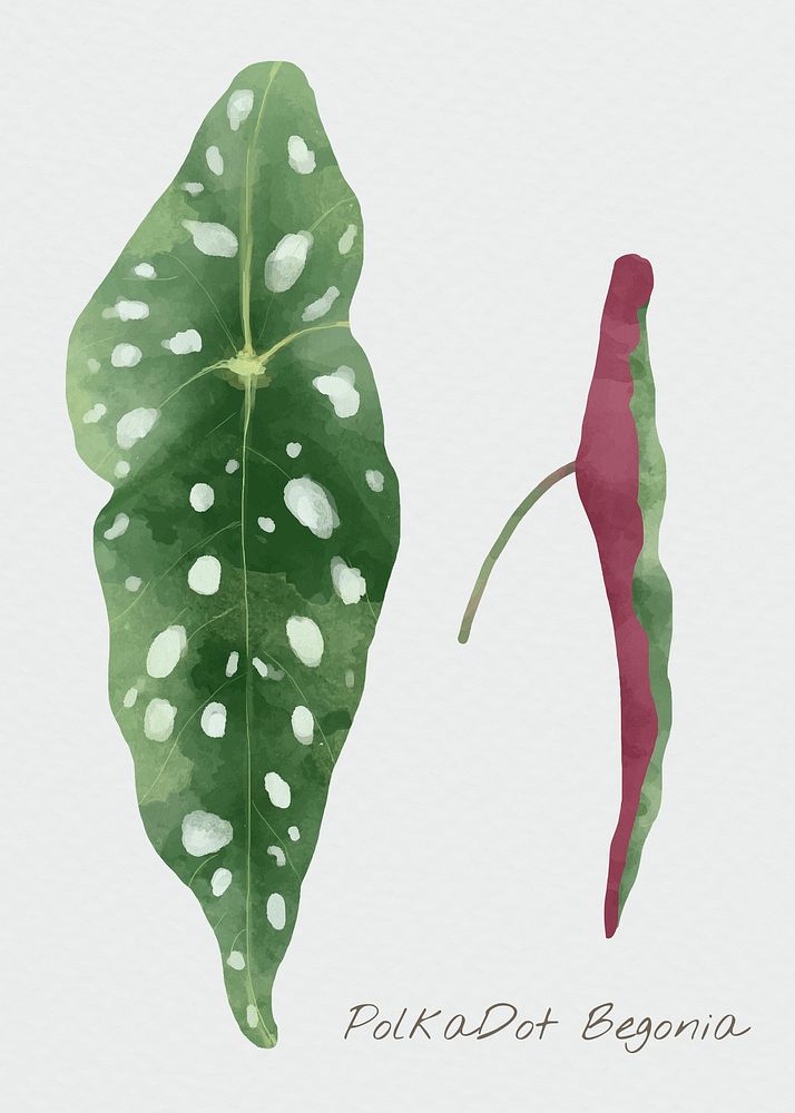 Watercolor psd polka dot begonia leaf botanical