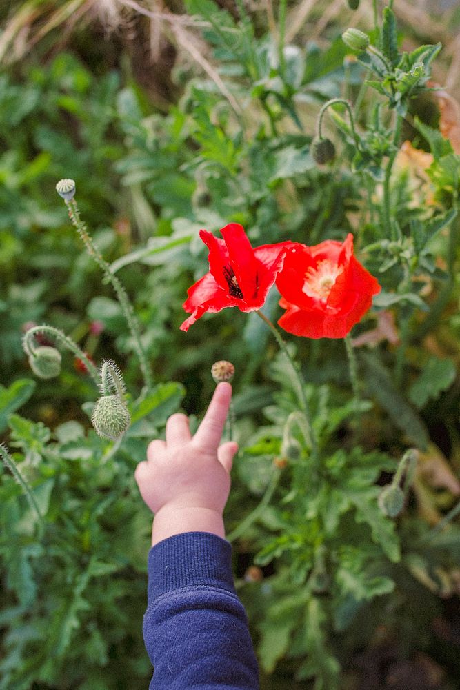 Kid’s hand pointing at poppy flowers