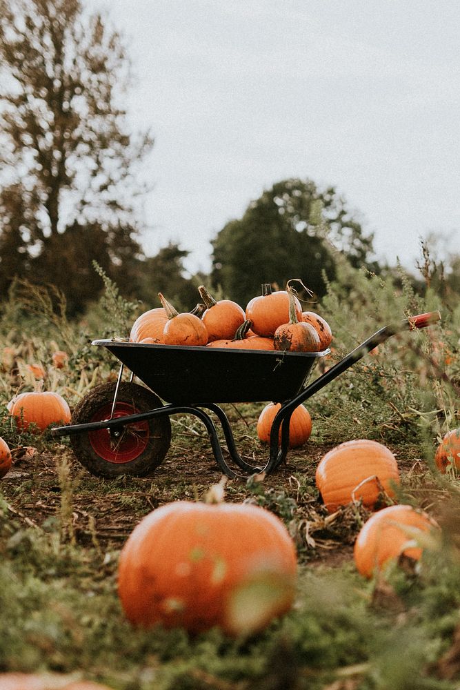 Freshly harvested pumpkins background food photography