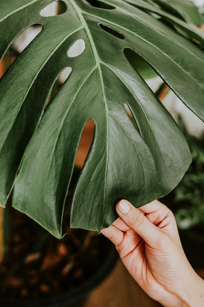 Hand touching a monstera leaf