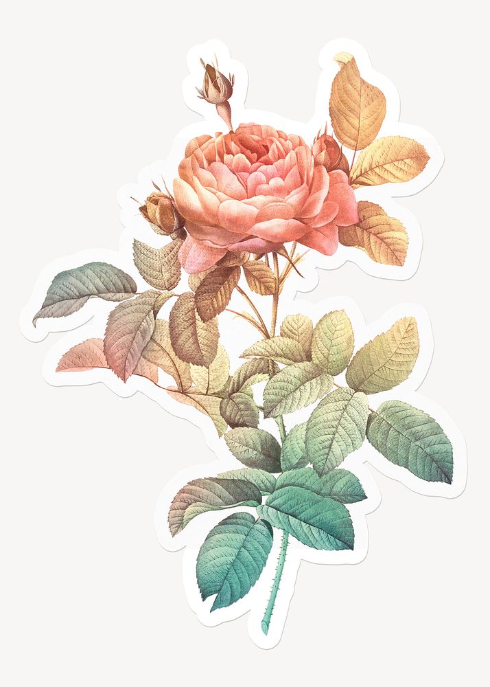 Aesthetic gradient rose, off white design
