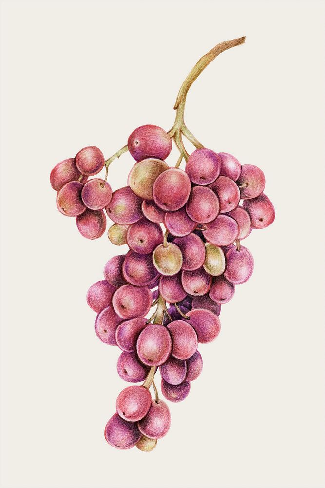 Grapes hand-drawn vector in color-pencil