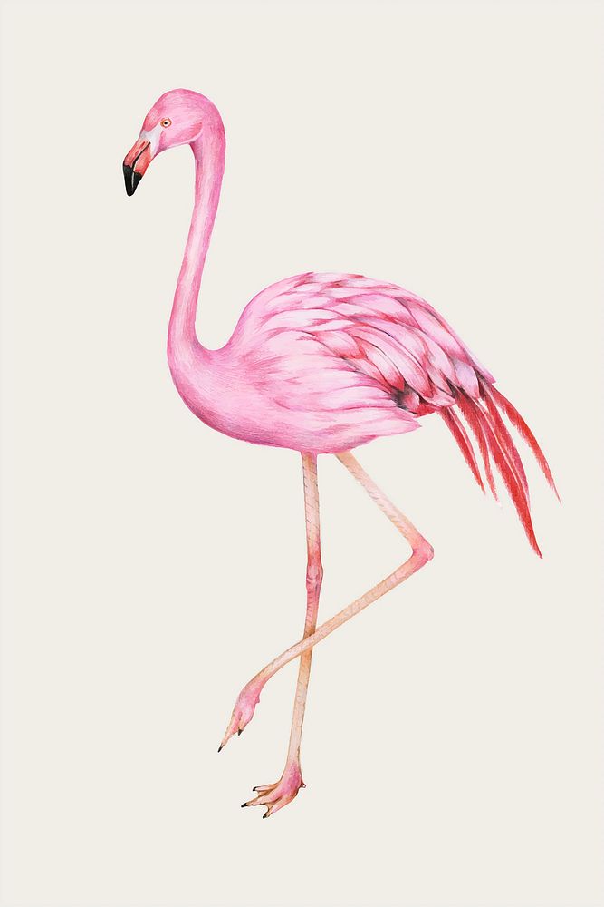 Pink flamingo vintage vector hand-drawn 