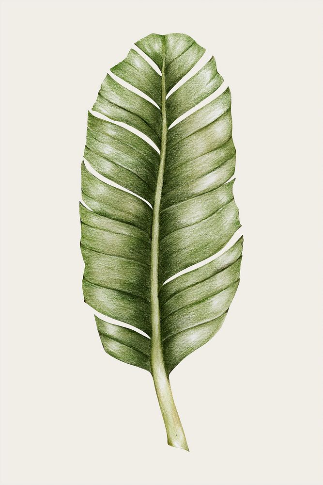 Hand drawn monstera leaf vector 