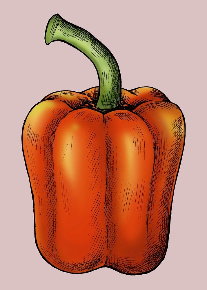 Fresh organic red bell pepper illustration