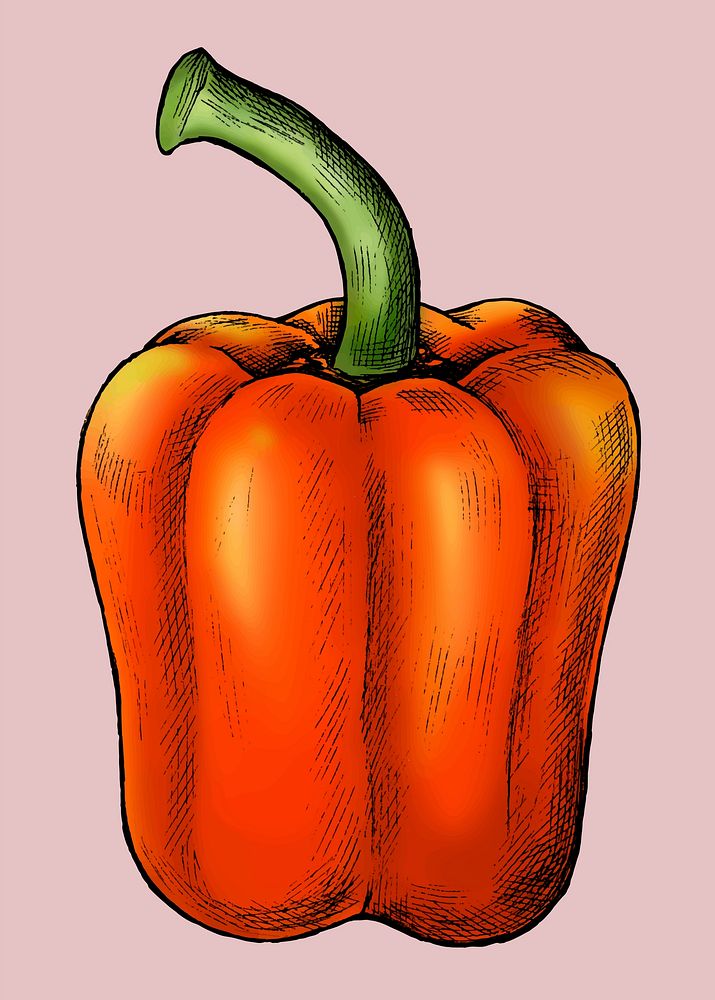 Fresh organic red bell pepper vector