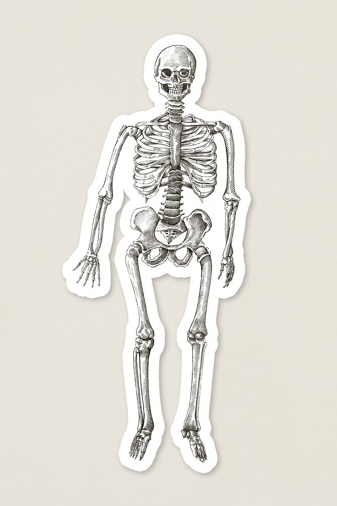 Hand drawn human skeleton sticker with a white border