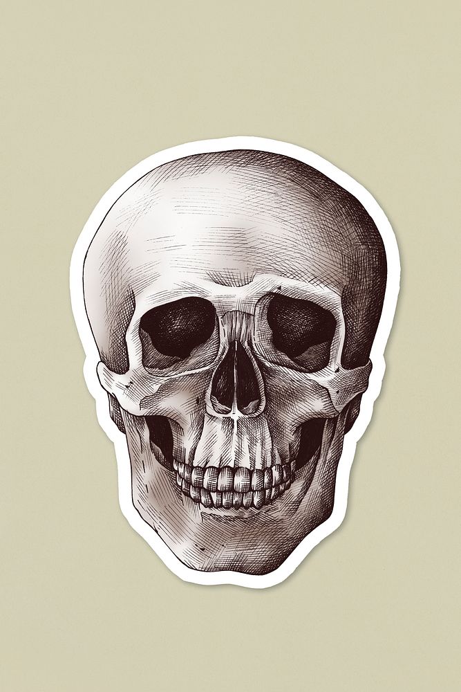 Hand drawn human skull sticker with a white border