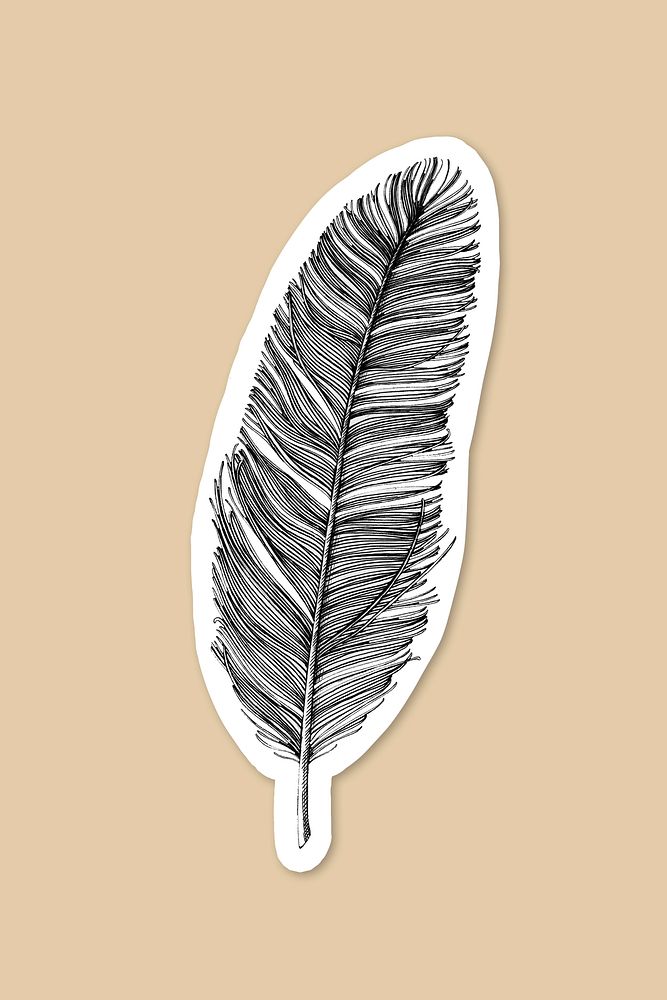 Hand drawn feather sticker on cream background