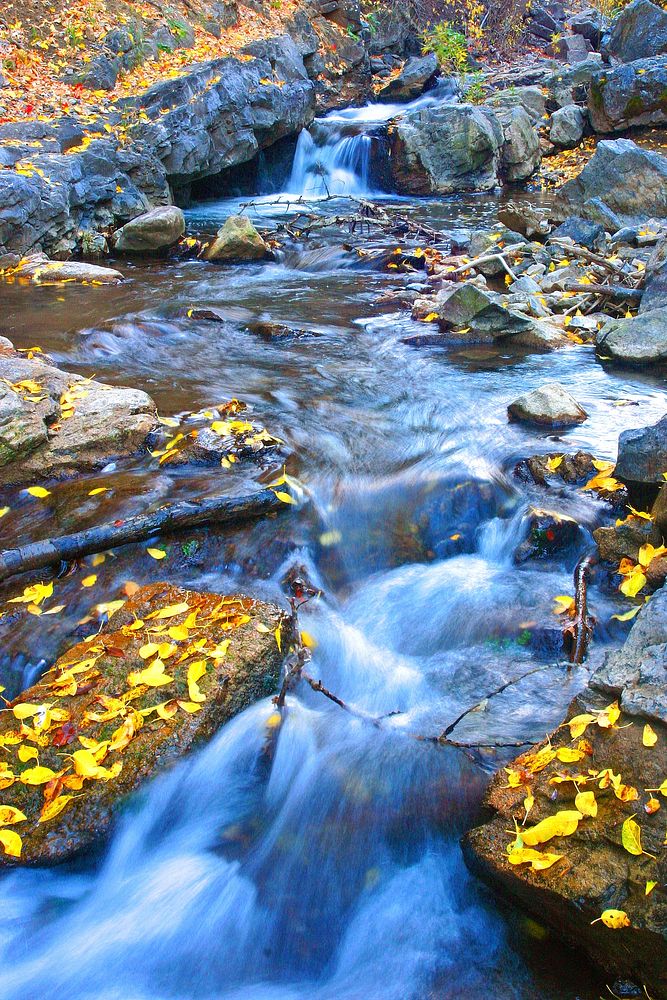 stream yellow leavesStream with fresh fallen autumn leaves. Wheeler Canyon, Ogden area on the Uinta-Wasatch-Cache National…