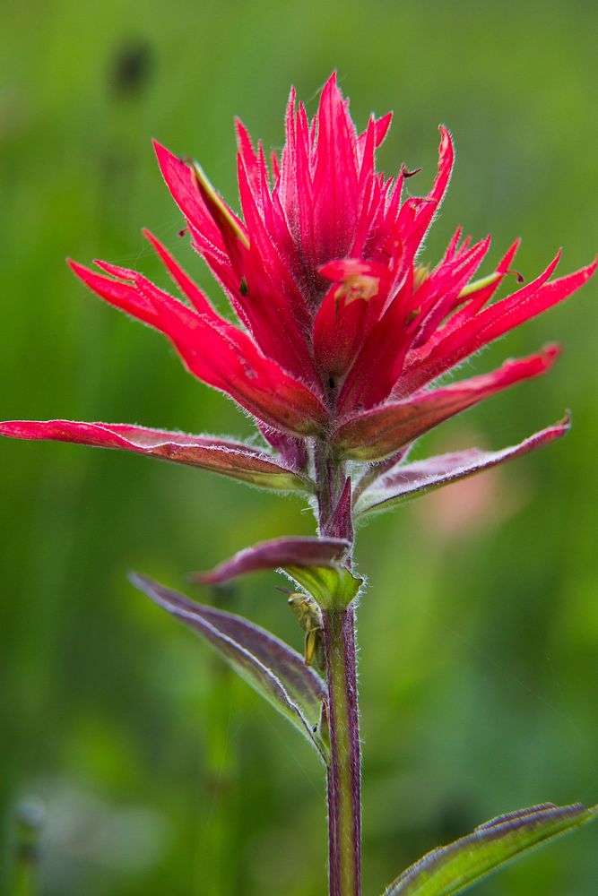 Indian Paintbrush by Neal Herbert. Original public domain image from Flickr