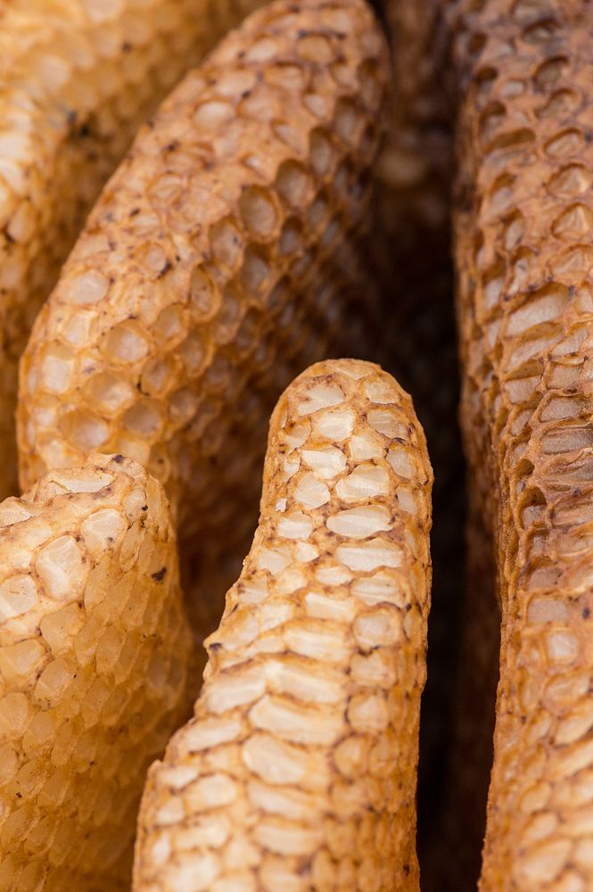Honeycombs created by bees are displayed at the U.S. Department of Agriculture’s (USDA) Pollinator Week Festival at USDA’s…