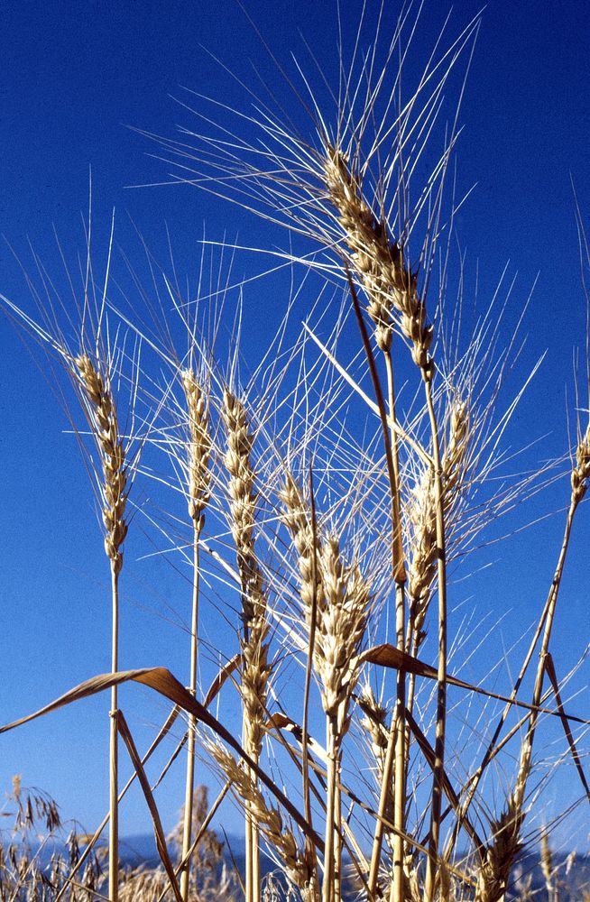 Close up of stalk of wheat silhouetted against blue sky, August 1971. Original public domain image from Flickr