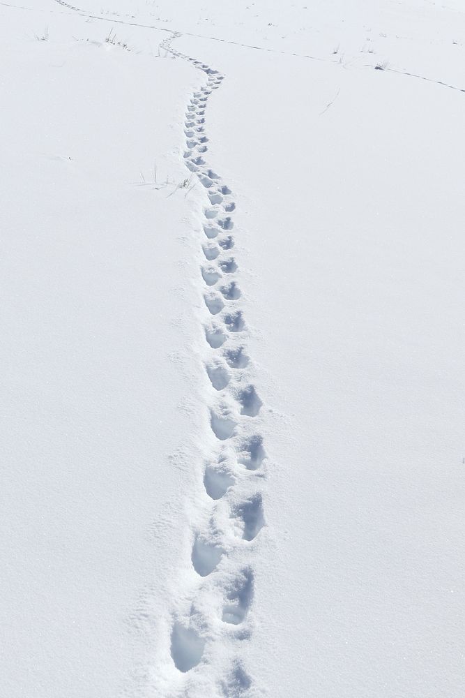 Badger tracks on Swan Lake Flat. Diane Renkin. Original public domain image from Flickr