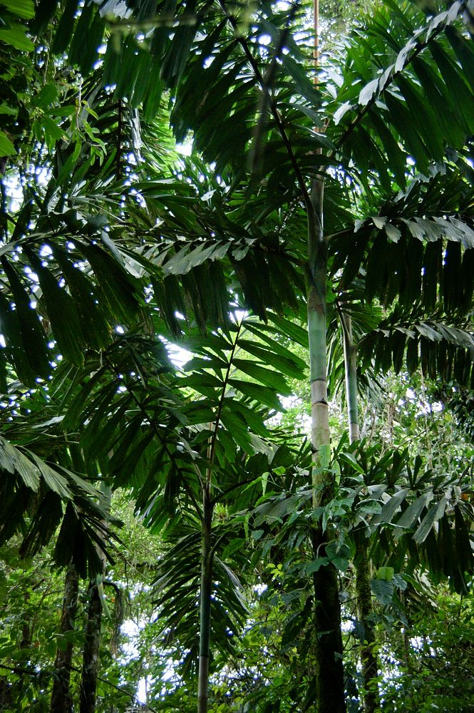Green leaves forest in Costa Rica. Original public domain image from Flickr