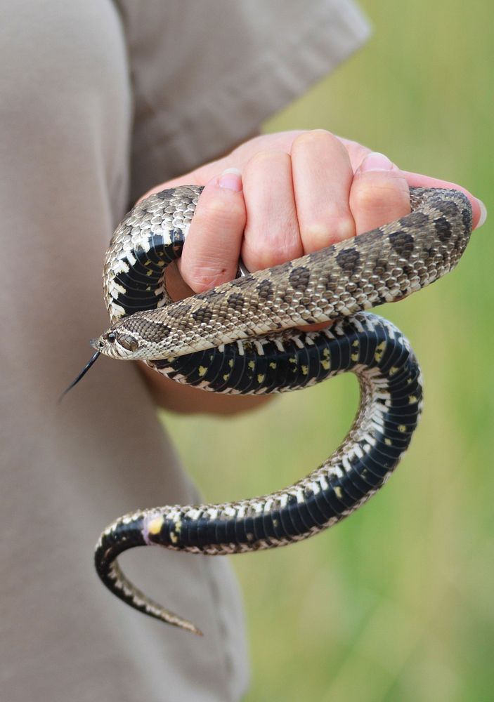 Western Hognose SnakeWe spotted this western hognose snake basking on a road at Sherburne National Wildlife Refuge in…