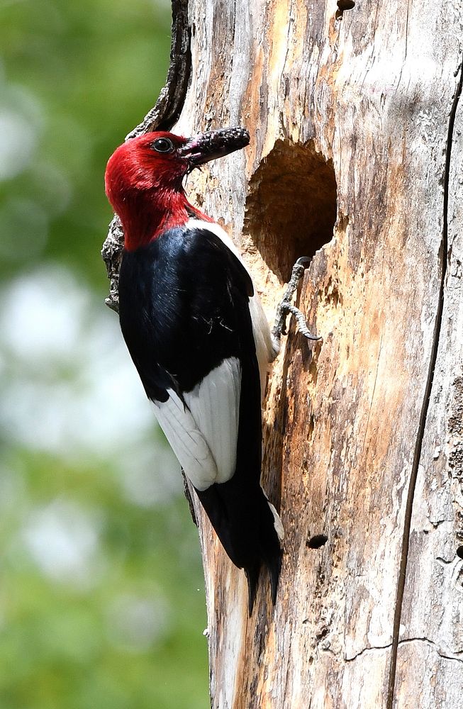 Red-headed woodpeckerWe spotted this red-headed woodpecker bringing a blackberry to its young at Malan Waterfowl Production…