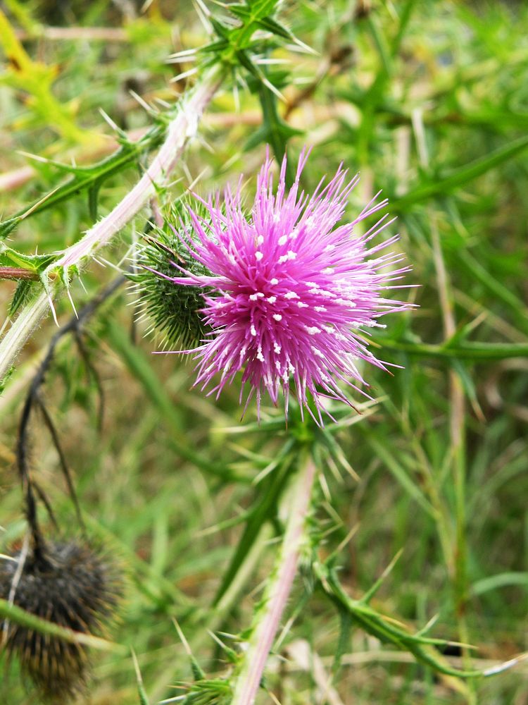 Thistle. Original public domain image from Flickr