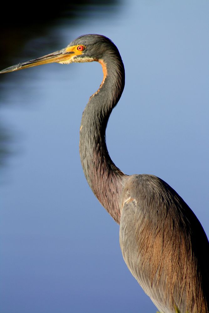 Tricolored Heron.