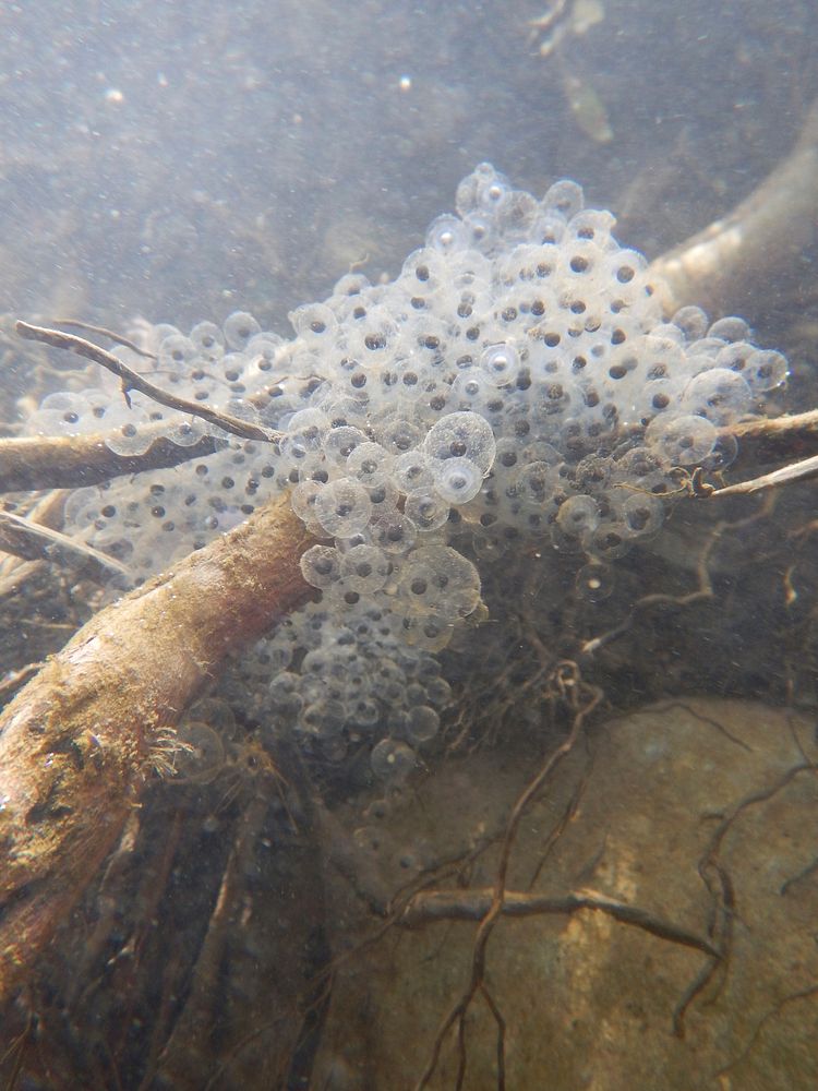 Egg masses were discovered on March 14, 2017, for the first time during a reintroduction project to bring back California…