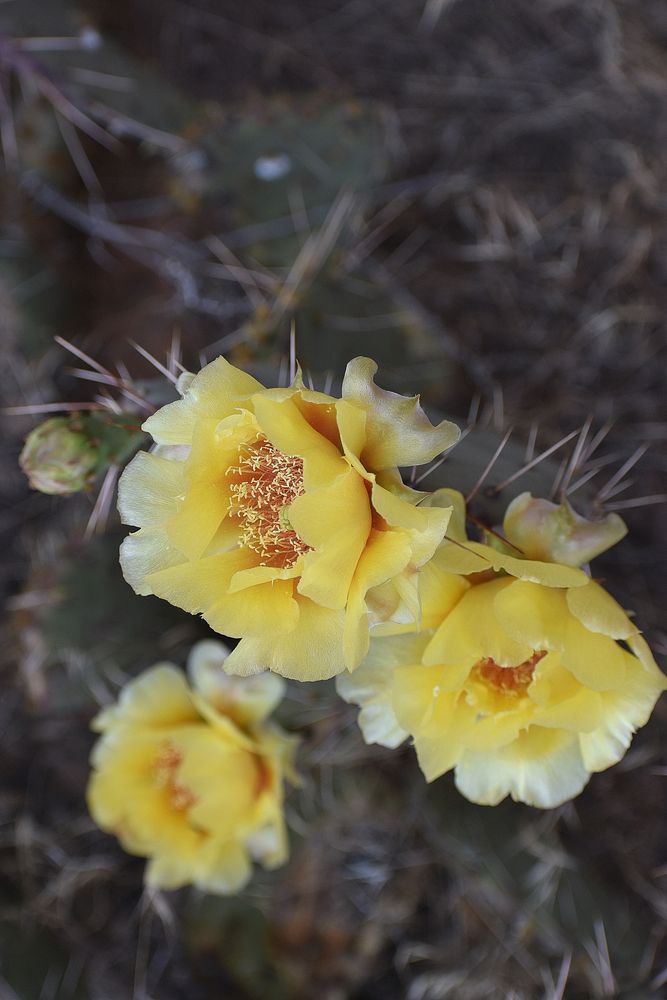 Prickly Pear from Above