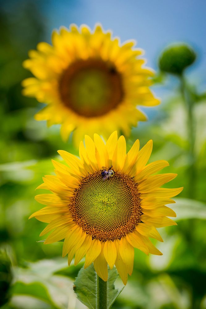A bee takes notice that sunflowers are beginning to bloom in the Western Montgomery County, McKee-Beshers Wildlife…