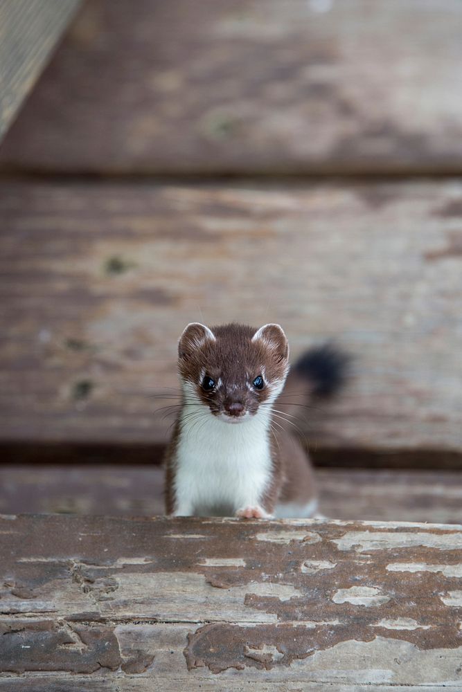 A short tailed weasel on the steps of the Lower Platform. Original public domain image from Flickr