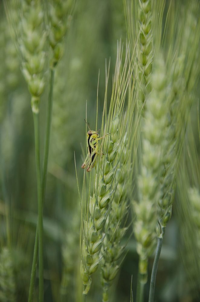 A grasshopper on a wheat plant. Plevna, MT., July 2013. Original public domain image from Flickr