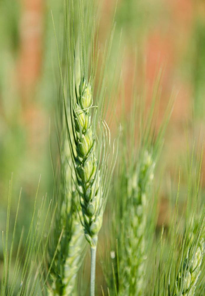 Spring wheat. Beach, ND; July 18, 2012. Original public domain image from Flickr
