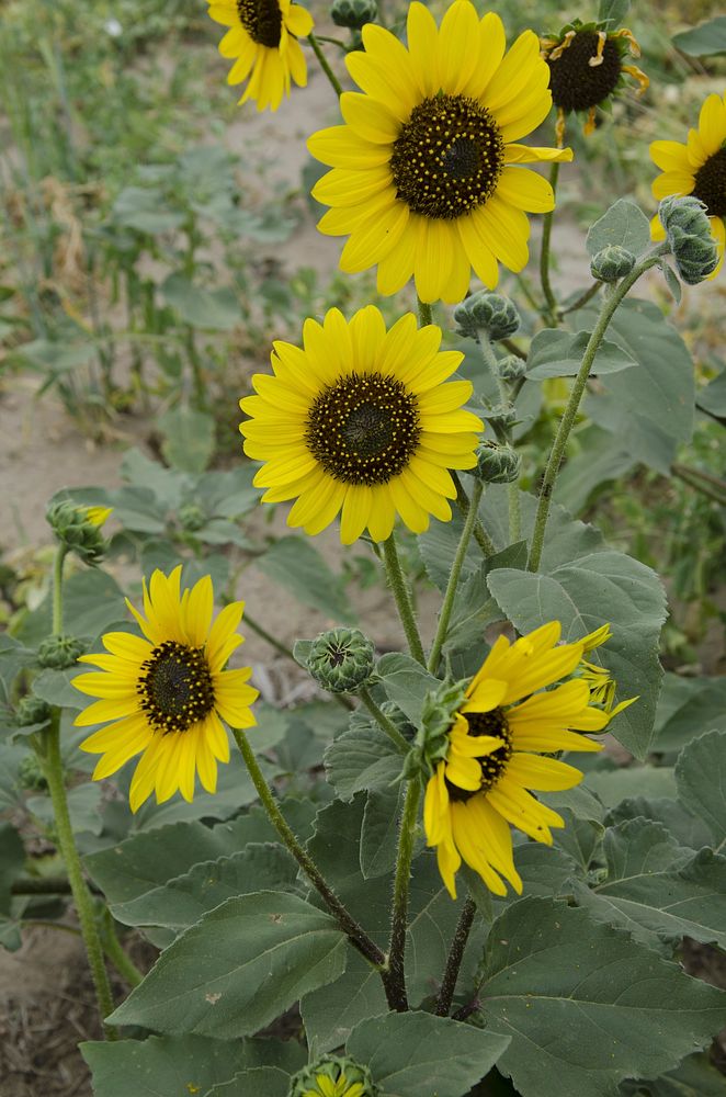 Sunflowers. Plevna, MT., July 2013. Original public domain image from Flickr