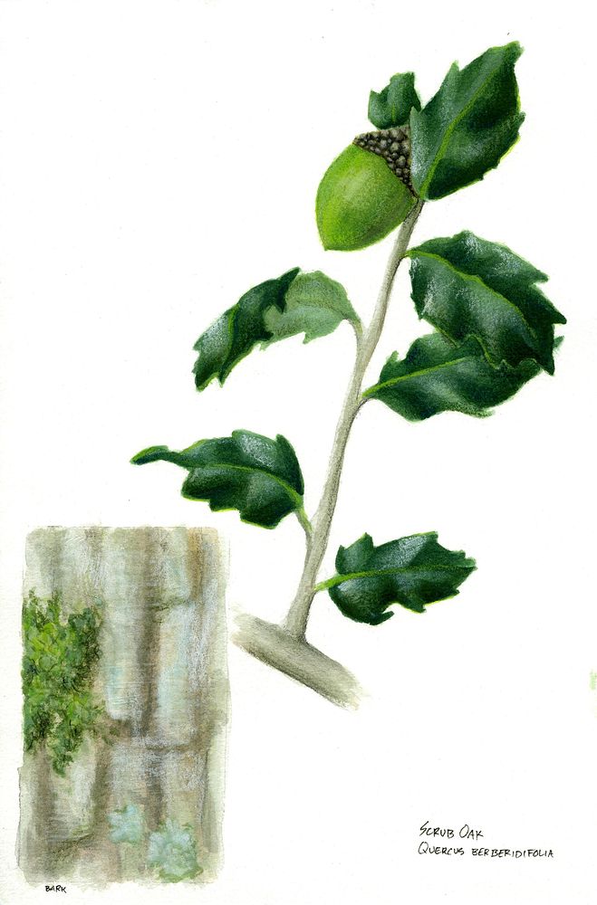 Scrub Oak. Scientific name Quercus berberidifolia. Original public domain image from Flickr