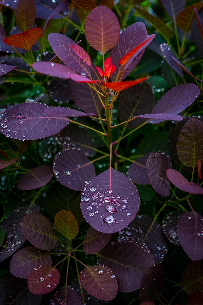 Water droplets rest on the leaves of the Smoketrees in front of the U.S. Department of Agriculture (USDA) Headquarters…