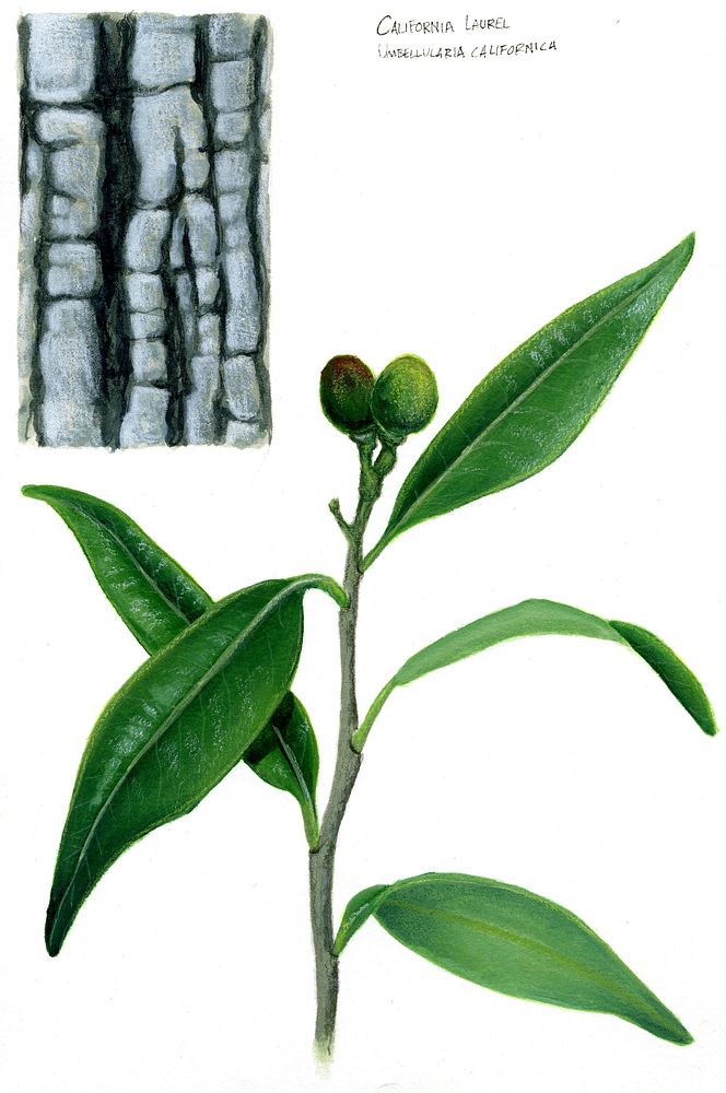 California Laurel. Scientific name Ubellularia californica. Original public domain image from Flickr