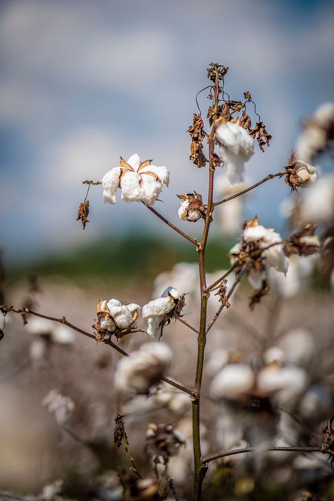 A cotton field near Snow Hill, Alabama.USDA Photo by Preston Keres. Original public domain image from Flickr