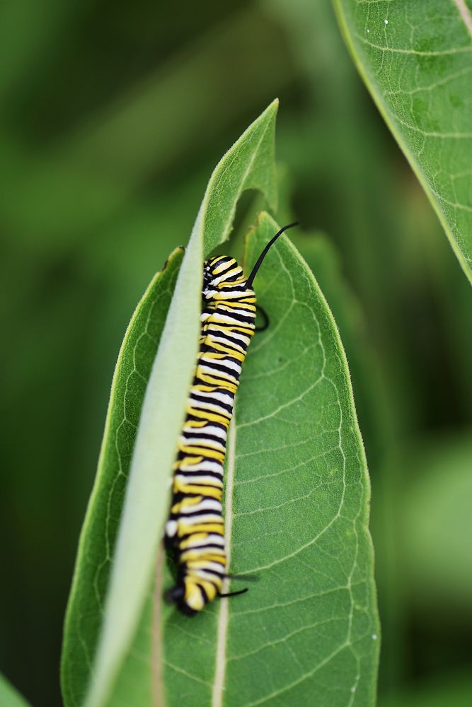 Monarch Caterpillar on Common MilkweedThis large monarch caterpillar was busy munching away on some common milkweed.Photo by…