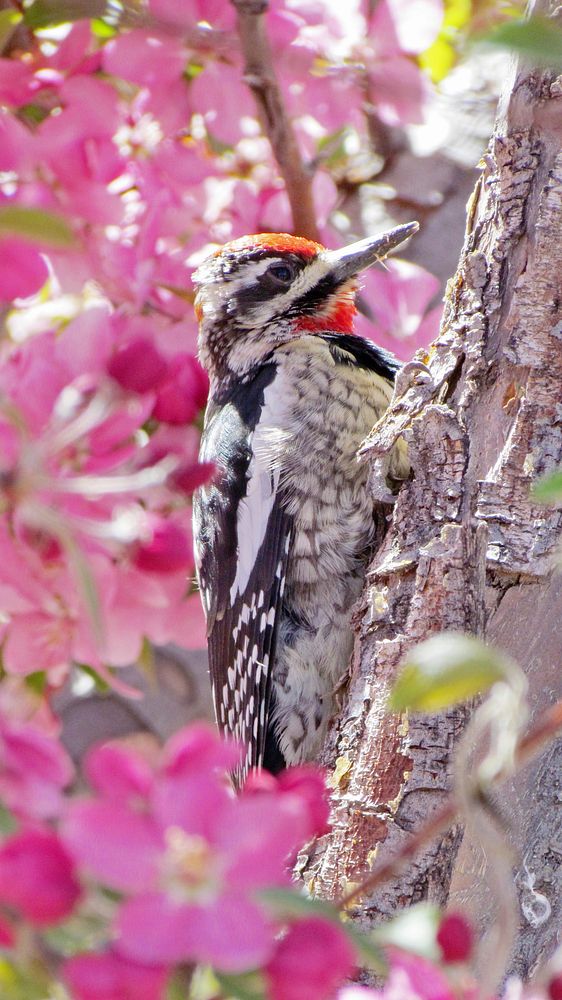 Red-naped sapsuckerBlack and white bird with a red chin and forehead climbing on a small tree surrounded by pink flowers…