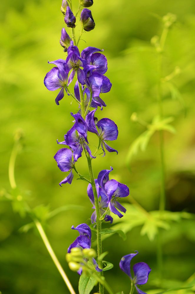 Northern monkshood in bloomCheck out this northern monkshood in full bloom at Driftless Area National Wildlife Refuge.Photo…