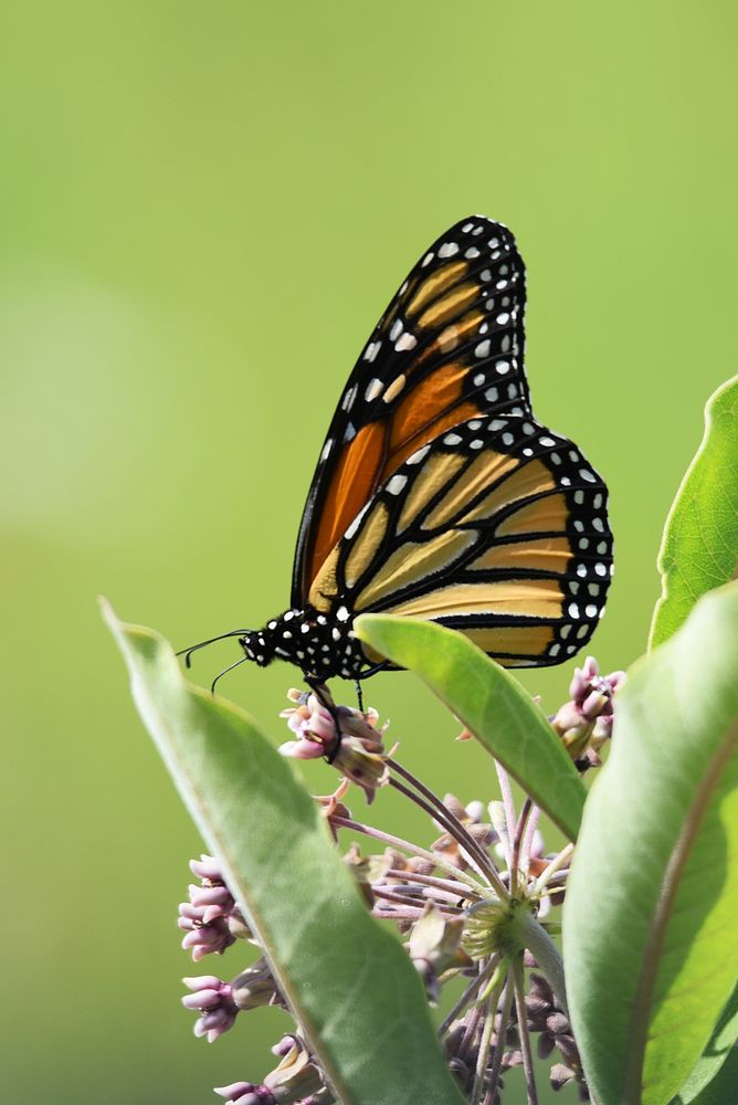 Monarch butterfly on common milkweedWe spotted this monarch butterfly sipping nectar from a common milkweed flower at…