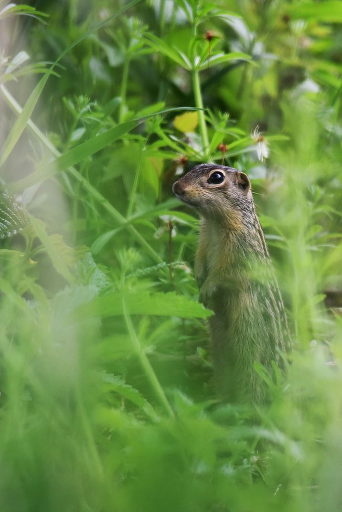 Thirteen-lined ground squirrelA thirteen-lined ground squirrel standing on its back legs.Photo by Courtney Celley/USFWS.…
