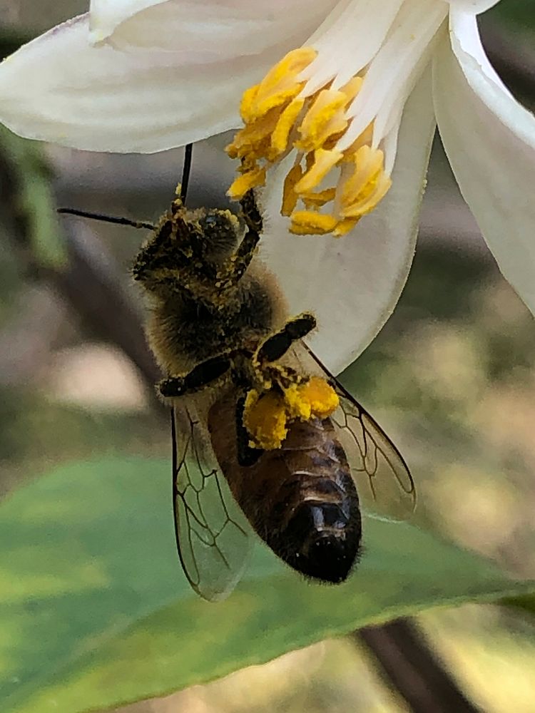 Honeybee feeding on citrus flower. USDA photo by Prem Kumar. Original public domain image from Flickr