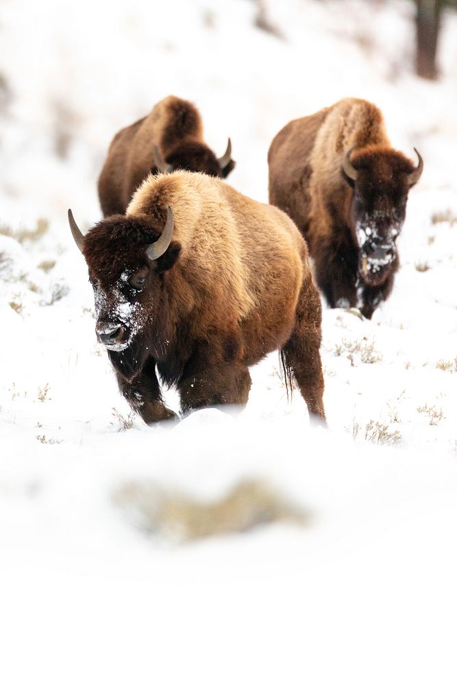 Bison migrating near Blacktail Ponds on snow. Original public domain image from Flickr