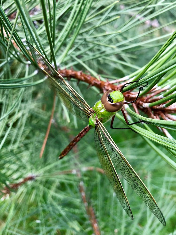 A dragonfly on ponderosa pine branch, Bigfork Tree Improvement Area, Flathead National Forest, Montana. Forest Service photo…