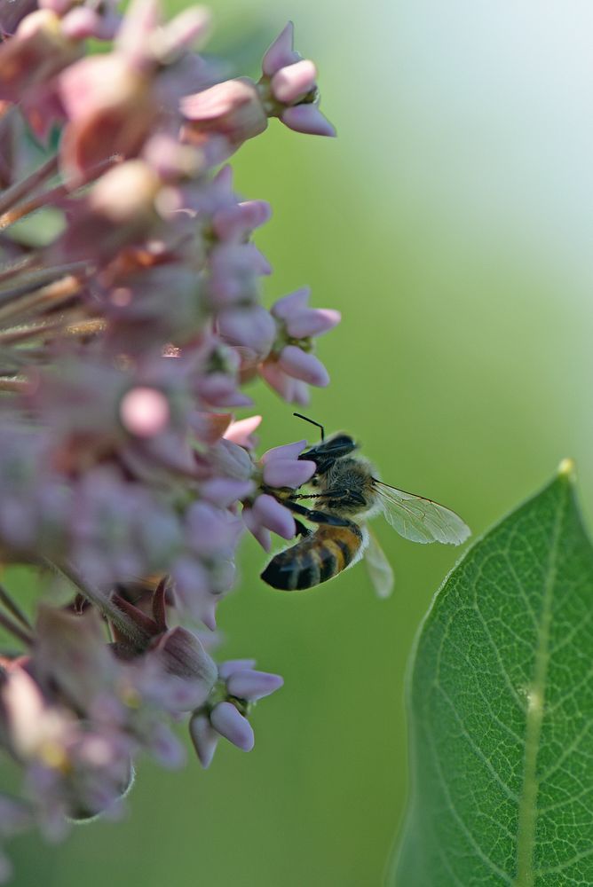 Western honey bee on common milkweedA western honey bee visiting common milkweed flowers.Photo by Courtney Celley/USFWS.…