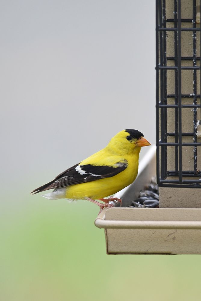 American goldfinchA male American goldfinch stops by a bird feeder to enjoy some sunflower seeds.Photo by Courtney…