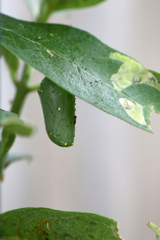 Monarch chrysalis on common milkweed (day 10)