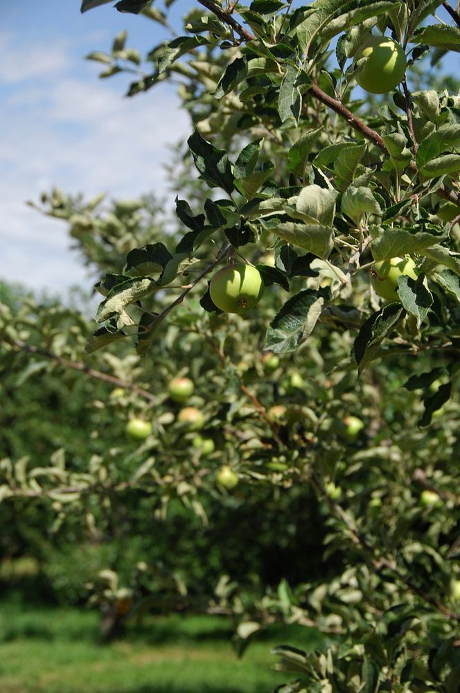 Apples grow on an orchard in Frutland, Idaho. 7/20/2012 Photo by Kirsten Strough. Original public domain image from Flickr
